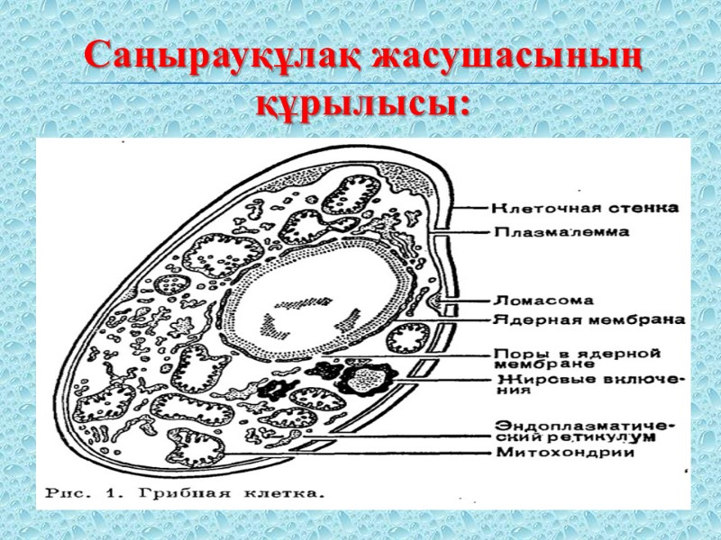 Саңырауқұлақ жасушасының  құрылысы: